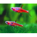 RASBORA MOSQUITO 1.2-1.5CM RASBORA BRIGITTAE