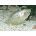COLISA LALIA HEMBRA 3-4CM COLISA LALIA