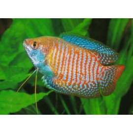 COLISA MACHO SURTIDO 4-5CM COLISA LALIA