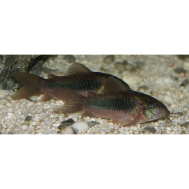 CORYDORAS AENEUS BRONCE 2.5-3CM CORYDORAS AENEUS