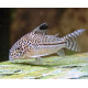 CORYDORAS ELEGANS 3-3.5CM CORYDORAS ELEGANS