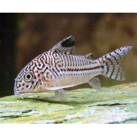 CORYDORAS JULII 2.5-3CM CORYDORAS JULII