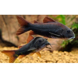 CORYDORAS BLACK VENEZUELA