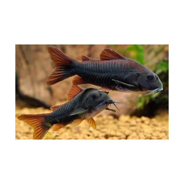 CORYDORAS METAE 3.5-4CM CORYDORAS METAE