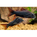 CORYDORAS BLACK VENEZUELA