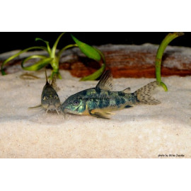 CORYDORAS PALEATUS 3-3.5 CM CORYDORAS PALEATUS