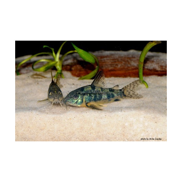 CORYDORAS NEGRA VENEZUELA 2.5-3CM CORYDORAS SP