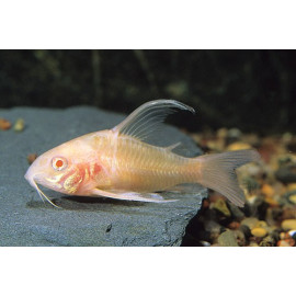 CORYDORA PALEATUS ALBINA 2.5-3 CM CORYDORAS PALEATUS