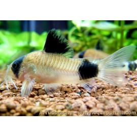 CORYDORA PANDA 2.5-3 CM CORYDORAS PANDA