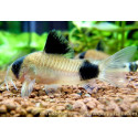 CORYDORA PANDA 2.5-3 CM CORYDORAS PANDA