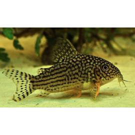 CORYDORAS STERBAI 2.5-3 CM CORYDORAS STERBAI