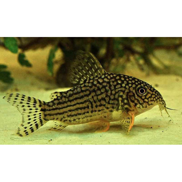 CORYDORAS SEPTENTRIONALIS 2.5-3 CM CORYDORAS SP