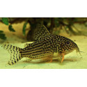 CORYDORAS STERBAI 2.5-3 CM CORYDORAS STERBAI