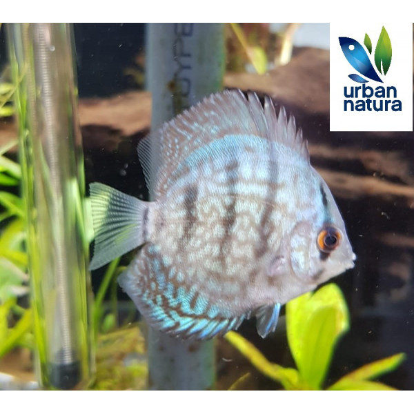 Discus Azul Turquesa 5-6 cm Symphysodon aequifasciatus