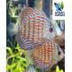 Discus Royal Red 5-6 cm Symphysodon aequifasciatus