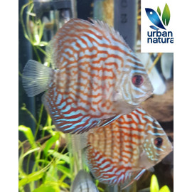 Discus Royal Red 5-6 cm Symphysodon aequifasciatus