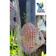 Discus Royal Red 5-6 cm Symphysodon aequifasciatus