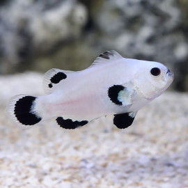 Amphiprion ocellaris Snow storm