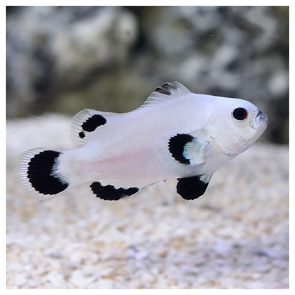 Amphiprion ocellaris Snow storm