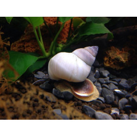 Caracol Mago Blanco Filopaludina martensi