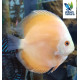 Discus Golden Sunrise 7-8cm