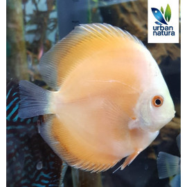 Discus Golden Sunrise 7-8cm