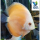 Discus Golden Sunrise 7-8cm