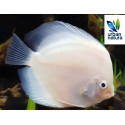 Discus Snow White 7-8 cm