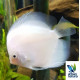 Discus Snow White 7-8 cm