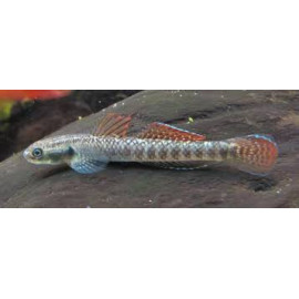 GOBIO ARCOIRIS 4-5CM STIPHODON SP