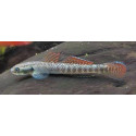 GOBIO ARCOIRIS 4-5CM STIPHODON SP