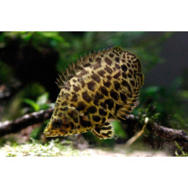 GOURAMI LEOPARDO 3-3.5CM CTENOPOMA ACUTIROSTRE