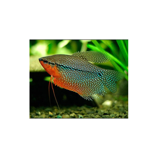 GOURAMI LEOPARDO 3-3.5CM CTENOPOMA ACUTIROSTRE