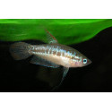 GOURAMI PIGMEO 2-2.5CM TRICHOPSIS PUMILA