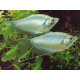 GOURAMI PIGMEO 2-2.5CM TRICHOPSIS PUMILLUS