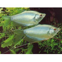 GOURAMI PLATA LUZ DE LUNA TRICHOGASTER MICROLEPIS