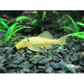 ANCISTRUS SP Oro/Albino 3-4 CM ANCISTRUS SP