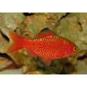 BARBO CONCHONIUS SUPERRED ESCAMA PERLA 4-5CM PUNTIUS CONCHONIUS