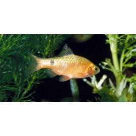 BARBO CONCHONIUS YELLOW 3.5-4CM PUNTIUS CONCHONIUS