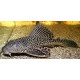 Plecostomus 20-25 cm HYPOSTOMUS PLECOSTOMUS