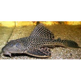 Plecostomus 20-25 cm HYPOSTOMUS PLECOSTOMUS