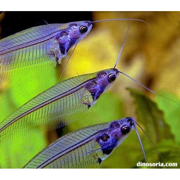 BETTA HEMBRA SPLENDENS 4-5CM BETTA SPLENDENS