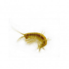 Gammarus vivo