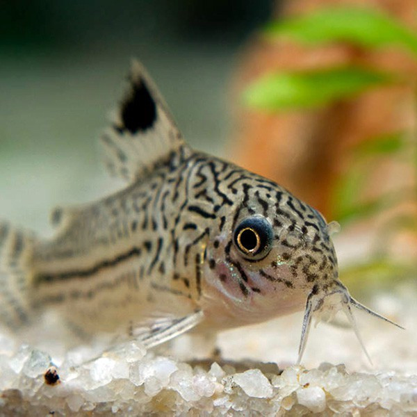 Corydora trilineatus