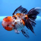 Oranda Calico Leeuwenkop 10-12 cm