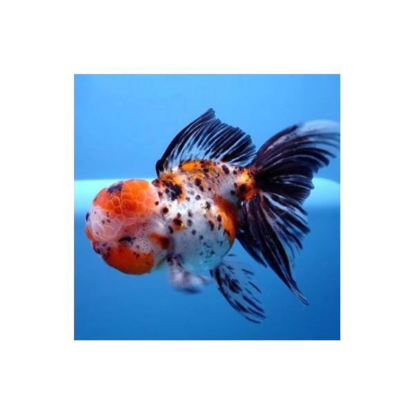 Oranda Calico Leeuwenkop 10-12 cm