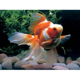 Ryukin Rojo Blanco M/L cm Carassius auratus