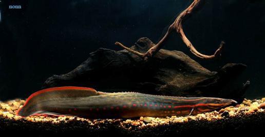 Anguila Espinosa Fuego Mastacembelus Erythrotaenia Urban Natura