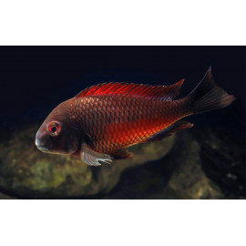 Tropheus moorii 3/4 cm tropheus Moliro Rojo