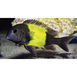 Tropheus moorii Ikola 3-4 cm